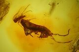 Fossil Springtail (Collembola) & Five Flies (Diptera) In Baltic Amber #142255-1